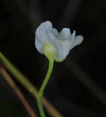 Utricularia amethystina