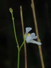 Utricularia amethystina