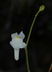 Utricularia amethystina