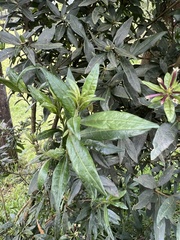 Cestrum buxifolium