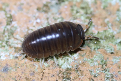 Circoniscus ornatus