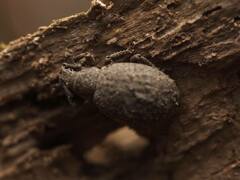 Myosides seriehispidus