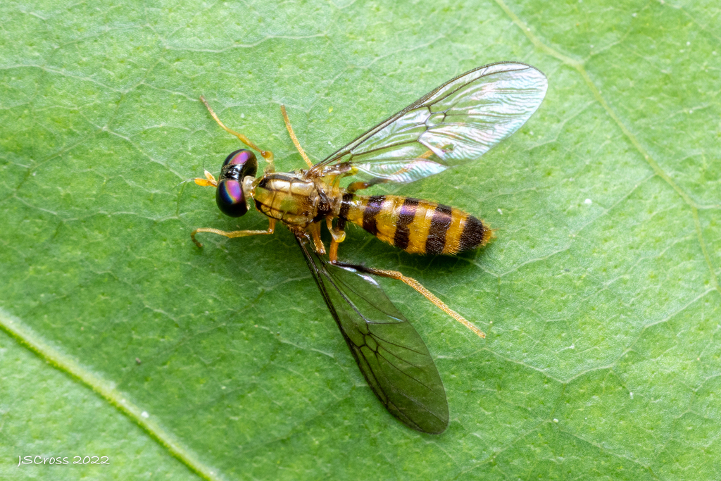 Merosargus incanus