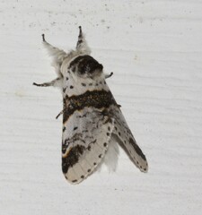 Furcula scolopendrina