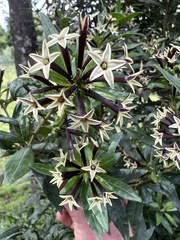 Cestrum buxifolium