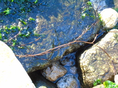 Gracilaria chilensis