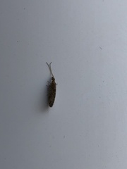 Sympherobius barberi