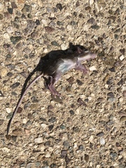 Dipodomys merriami