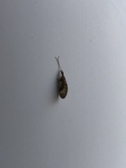 Sympherobius barberi