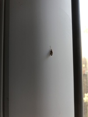 Sympherobius barberi