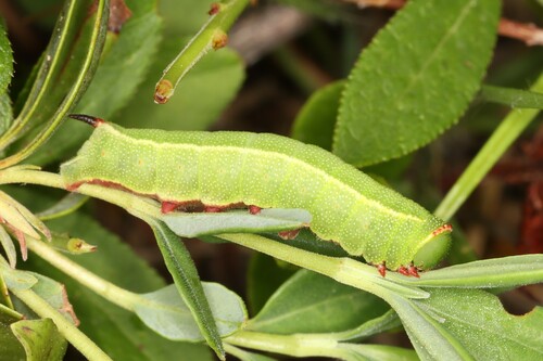 Slender Clearwing photo 2