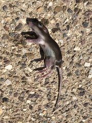 Dipodomys merriami