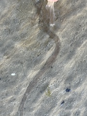 Chrysaora chesapeakei