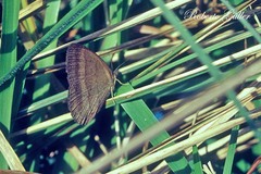 Yphthimoides affinis