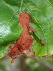 Apiognomonia errabunda