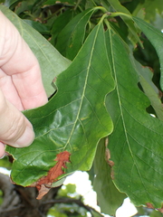 Apiognomonia errabunda