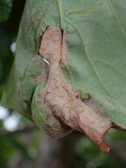 Apiognomonia errabunda