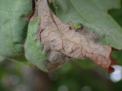 Apiognomonia errabunda