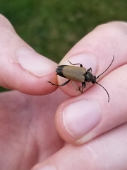 Trigonarthris subpubescens