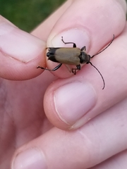 Trigonarthris subpubescens