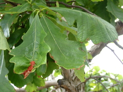 Apiognomonia errabunda