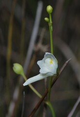 Utricularia amethystina