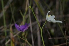 Utricularia amethystina