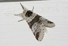 Furcula scolopendrina