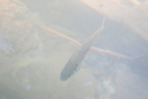 Luxilus chrysocephalus