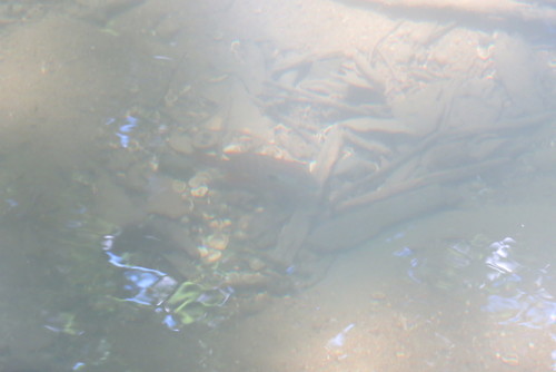 Lepomis megalotis