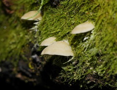Conchomyces bursiformis