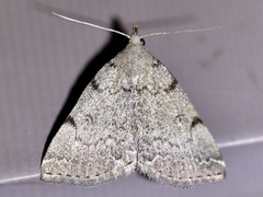 Zanclognatha dentata