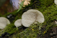 Conchomyces bursiformis