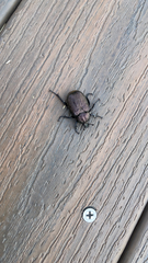 Osmoderma scabra