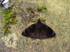 Mictris crispus caerula