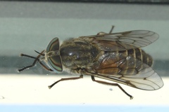 Hybomitra enigmatica