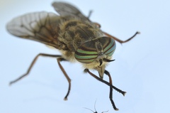 Hybomitra enigmatica