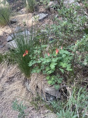 Aquilegia elegantula
