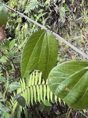 Passiflora alnifolia