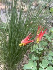 Aquilegia elegantula