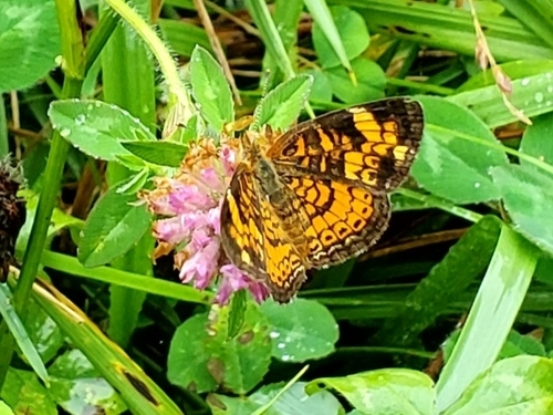 Pearl crescent