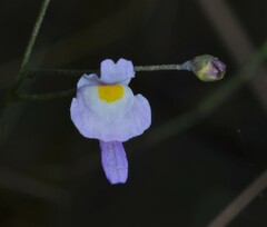 Utricularia amethystina