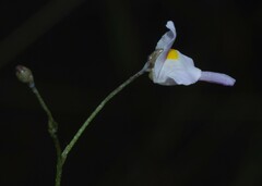 Utricularia amethystina
