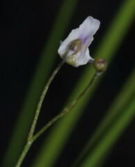 Utricularia amethystina