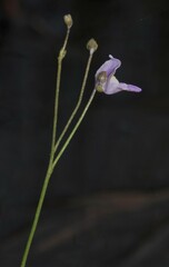 Utricularia amethystina