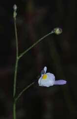 Utricularia amethystina