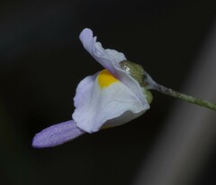 Utricularia amethystina