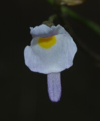 Utricularia amethystina