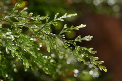Hymenophyllum australe