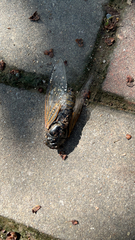 Cryptotympana atrata